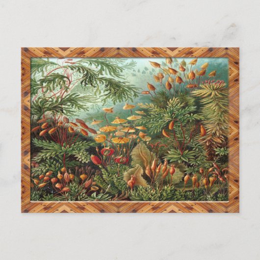 Carte Postale Ernst Haeckel Art Imprimer : Muscinae (Devant)