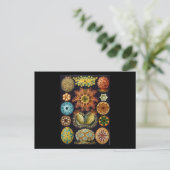Carte Postale Ernst Haeckel Ascidiae (Debout devant)