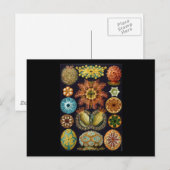 Carte Postale Ernst Haeckel Ascidiae (Devant / Derrière)