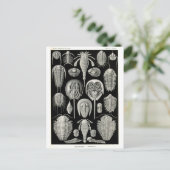 Carte Postale Ernst Haeckel Aspidonia (Debout devant)