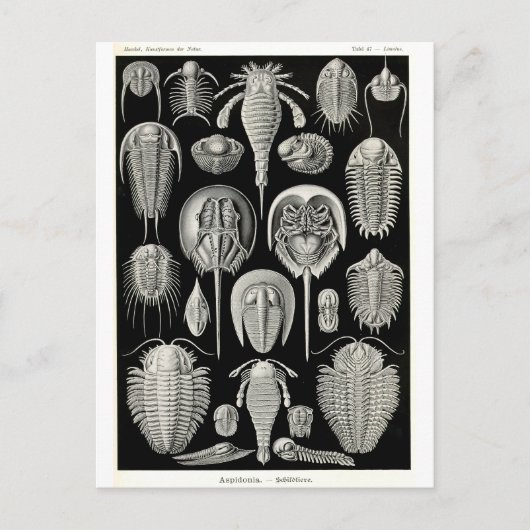 Carte Postale Ernst Haeckel Aspidonia (Devant)