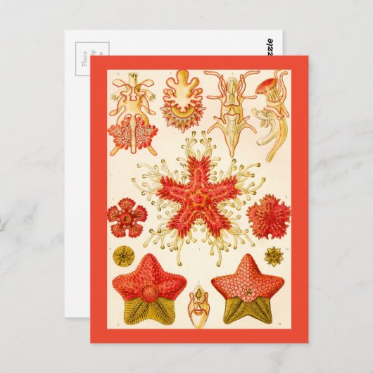 Carte Postale Ernst Haeckel Asteridea (Devant / Derrière)