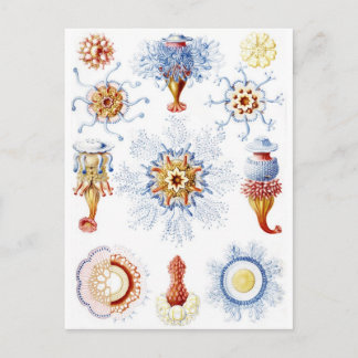 Carte Postale Ernst Haeckel Colorée Siphonophorae 2