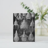 Carte Postale Ernst Haeckel Cyrtoidea (Debout devant)