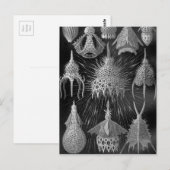 Carte Postale Ernst Haeckel Cyrtoidea (Devant / Derrière)