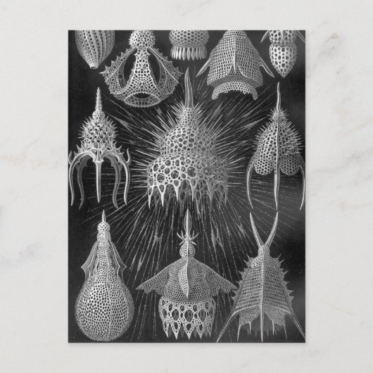 Carte Postale Ernst Haeckel Cyrtoidea (Devant)