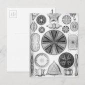 Carte Postale Ernst Haeckel Diatomea (Devant / Derrière)