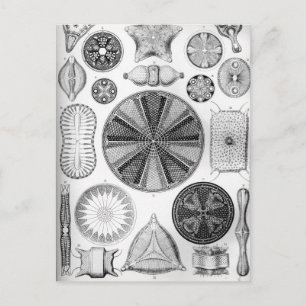 Carte Postale Ernst Haeckel Diatomea