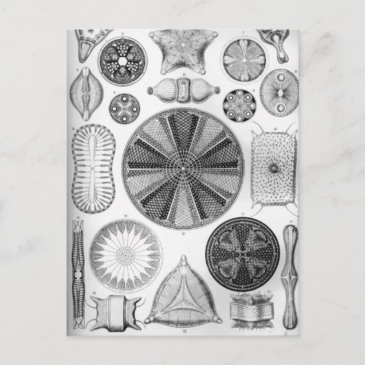 Carte Postale Ernst Haeckel Diatomea (Devant)
