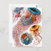 Carte Postale Ernst Haeckel Discomedusae (Devant / Derrière)