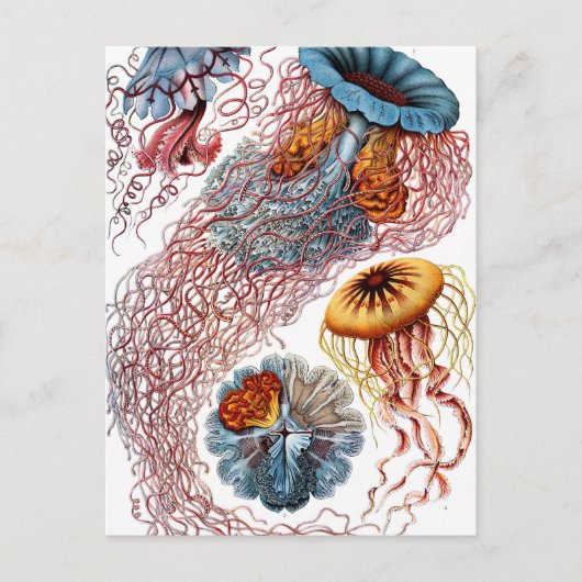 Carte Postale Ernst Haeckel Discomedusae (Devant)