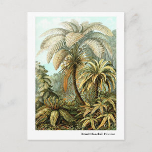 Carte Postale Ernst Haeckel Filicinae
