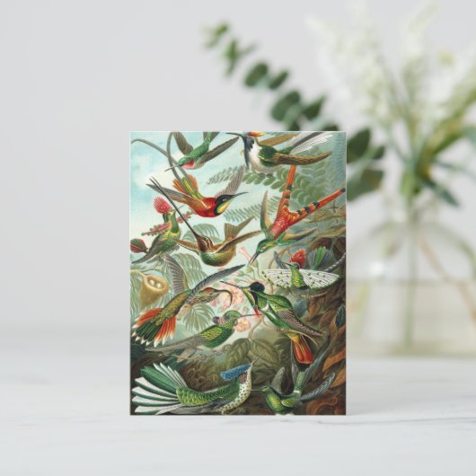 Carte Postale Ernst Haeckel Hummingbirds - Art Formes de la natu (Debout devant)