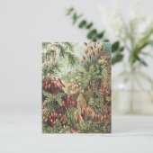 Carte Postale Ernst Haeckel Impression de la nature des mousses (Debout devant)