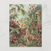 Carte Postale Ernst Haeckel Impression de la nature des mousses (Devant)