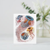 Carte Postale Ernst Haeckel Jellyfish D. annasethe (Debout devant)