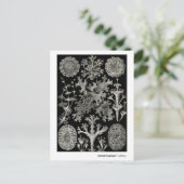 Carte Postale Ernst Haeckel Lichens (Debout devant)