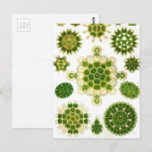 Carte Postale Ernst Haeckel Melethallia (Devant / Derrière)