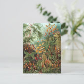 Carte Postale Ernst Haeckel - Muscinae (Debout devant)