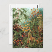 Carte Postale Ernst Haeckel - Muscinae (Devant / Derrière)