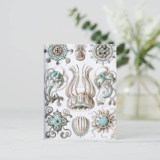Carte Postale Ernst Haeckel Narcomedusae méduse! (Debout devant)