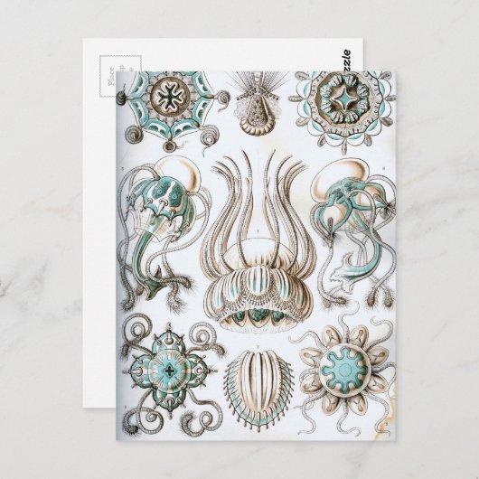 Carte Postale Ernst Haeckel Narcomedusae méduse! (Devant / Derrière)