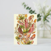 Carte Postale Ernst Haeckel - Nepenthaceae (Debout devant)