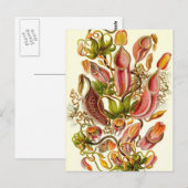 Carte Postale Ernst Haeckel - Nepenthaceae (Devant / Derrière)