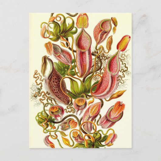 Carte Postale Ernst Haeckel - Nepenthaceae (Devant)