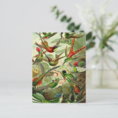 Carte Postale Ernst Haeckel Trochilidae (Debout devant)