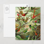 Carte Postale Ernst Haeckel Trochilidae (Devant / Derrière)