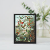 Carte Postale Ernst Haeckel Trochilidae (Debout devant)