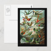 Carte Postale Ernst Haeckel Trochilidae (Devant / Derrière)