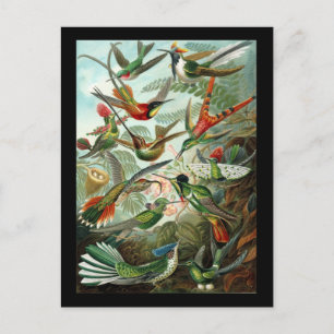Carte Postale Ernst Haeckel Trochilidae