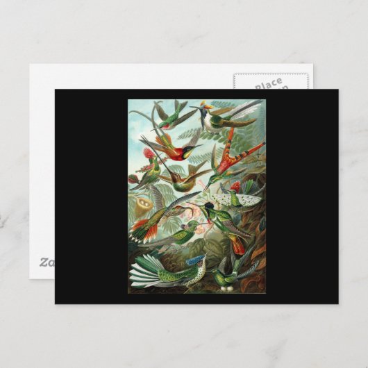 Carte Postale Ernst Haeckel Trochilidae (Devant / Derrière)