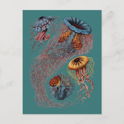 Carte Postale Ernst Haeckel's Disco Medusae (Devant)
