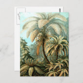 Carte postale Ernst Haeckel's Filicinae (Tree Fern (Devant / Derrière)