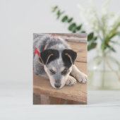 Carte Postale Erreur de chiot (Debout devant)