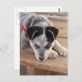 Carte Postale Erreur de chiot (Devant / Derrière)