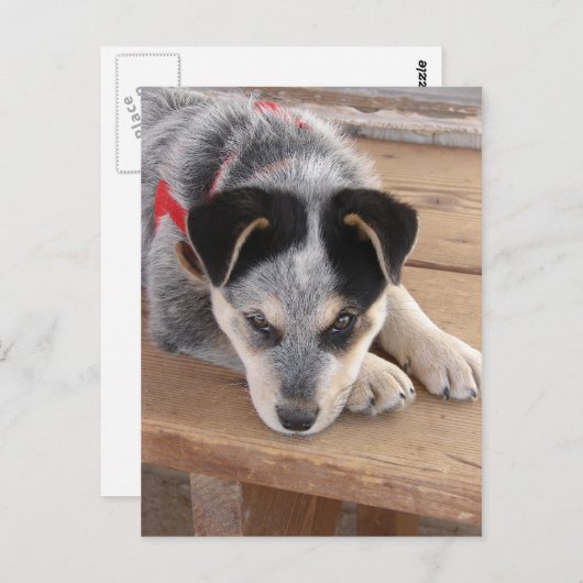 Carte Postale Erreur de chiot (Devant / Derrière)