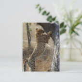 Carte Postale Escalade Cheetah Sur Arbre (Debout devant)