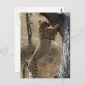 Carte Postale Escalade Cheetah Sur Arbre (Devant / Derrière)