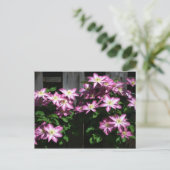 Carte Postale Escalade Clematis Fleurs de printemps violettes (Debout devant)