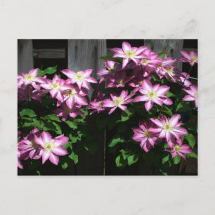 Carte Postale Escalade Clematis Fleurs de printemps violettes