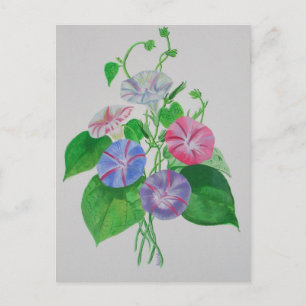 Carte Postale Escalade colorée Matin Glory Botanical Art