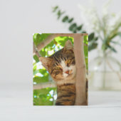 Carte Postale Escalade de chats d'un arbre (Debout devant)