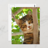 Carte Postale Escalade de chats d'un arbre (Devant / Derrière)