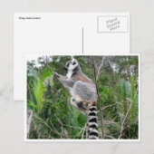 Carte Postale escalade de lémuriens à queue ronde (Devant / Derrière)