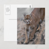 Carte Postale escalade de lion de montagne (Devant / Derrière)