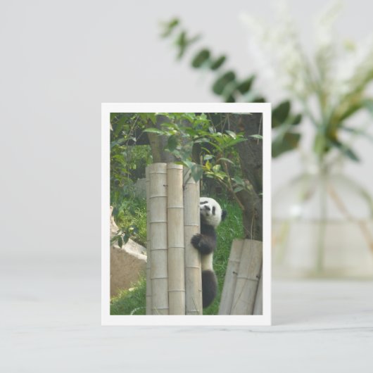 Carte Postale Escalade de panda (Debout devant)